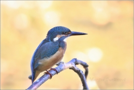 <p>LEDŇÁČEK ŘÍČNÍ (Alcedo attis) Šluknovsko - Jiříkov /Common kingfisher - Eisvogel/</p>